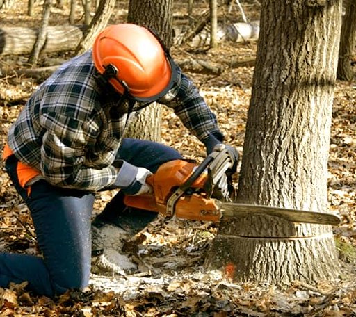 Tree Removal in Vienna, MD
